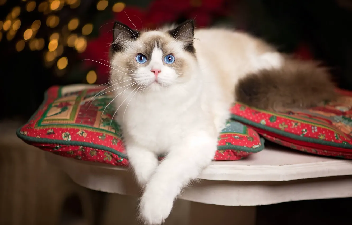 Photo wallpaper cat, look, legs, pillow, blue eyes, Ragdoll