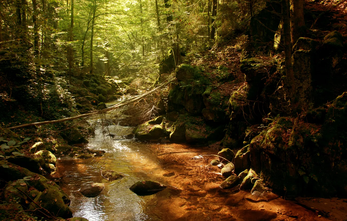 Photo wallpaper forest, the sun, river, thickets, thicket, river