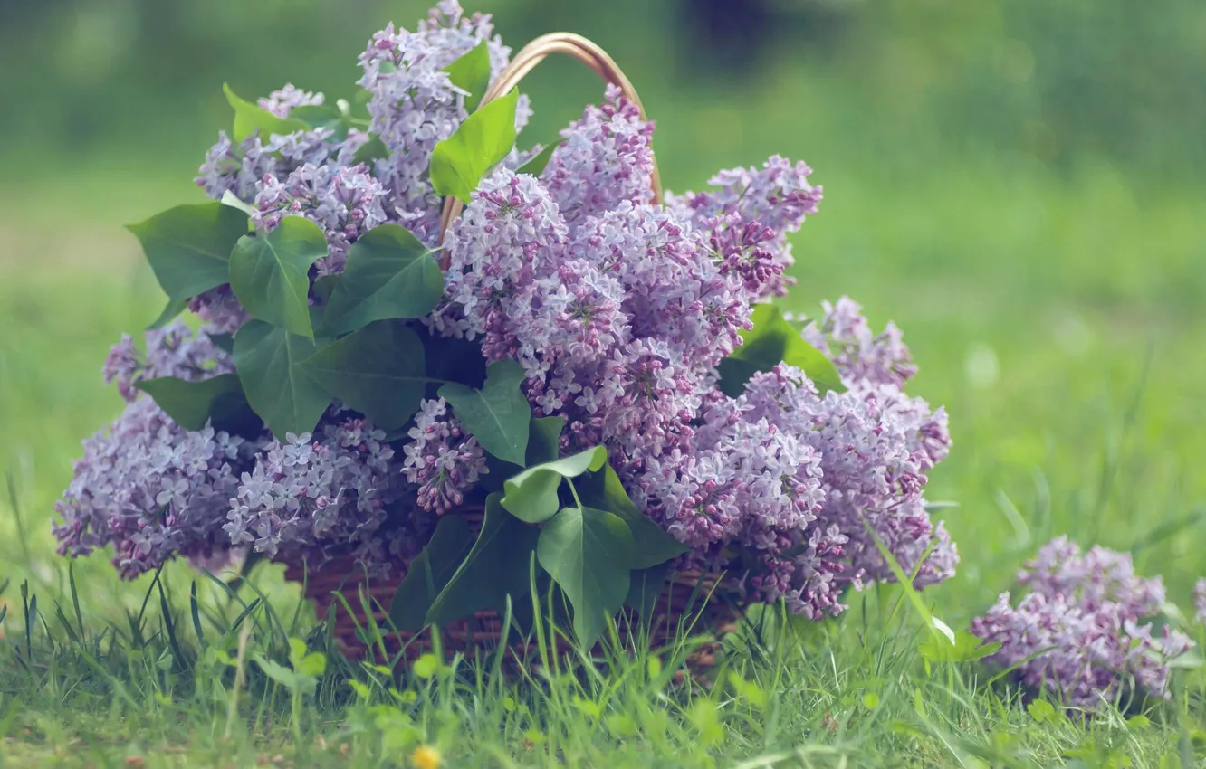 Photo wallpaper grass, basket, lilac, bunches