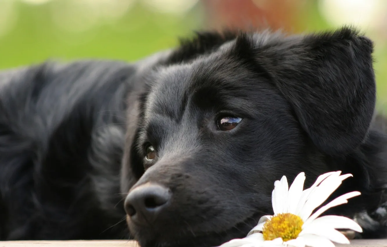 Photo wallpaper flower, eyes, dog