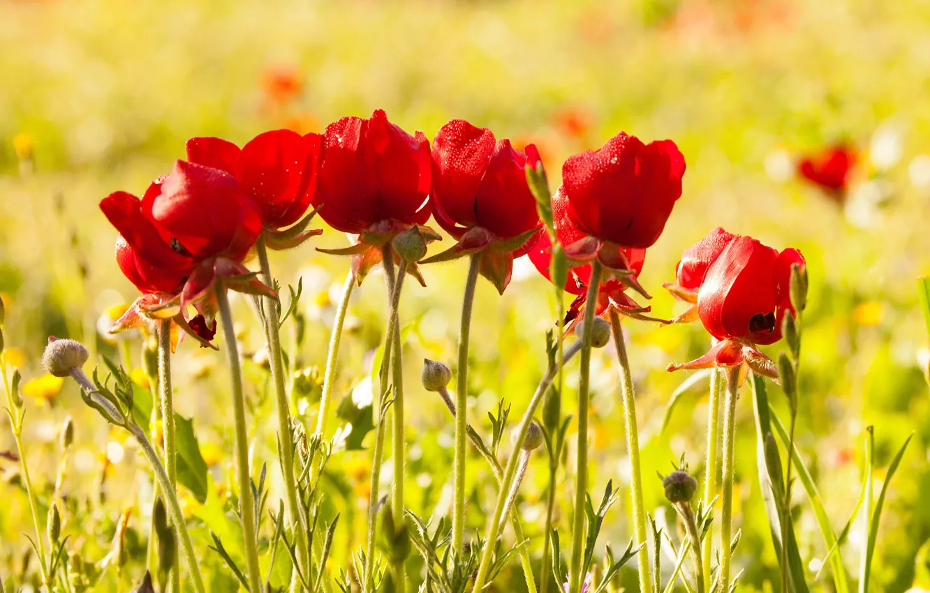 Photo wallpaper flowers, red, glade, Mac, Maki, yellow background, bokeh