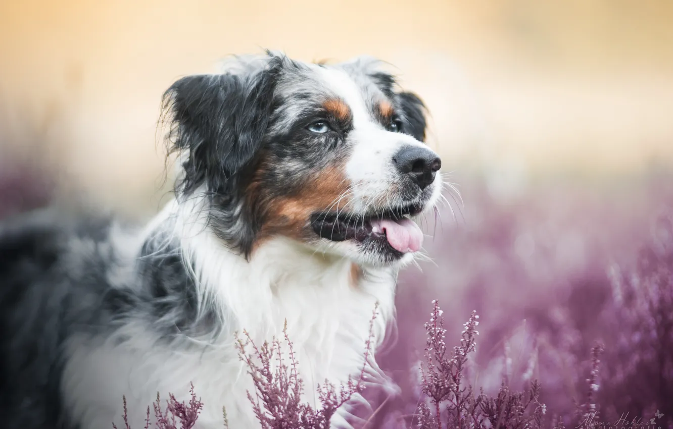 Photo wallpaper language, face, dog, bokeh, Australian shepherd, Heather, Aussie