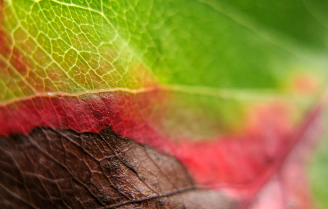 Photo wallpaper leaves, the transition, and fall creeps