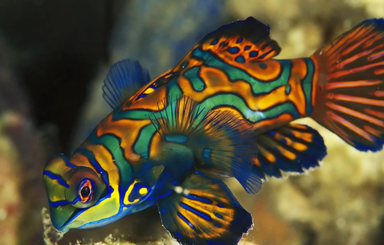 Photo wallpaper fish, butterfly, colorful, tangerine