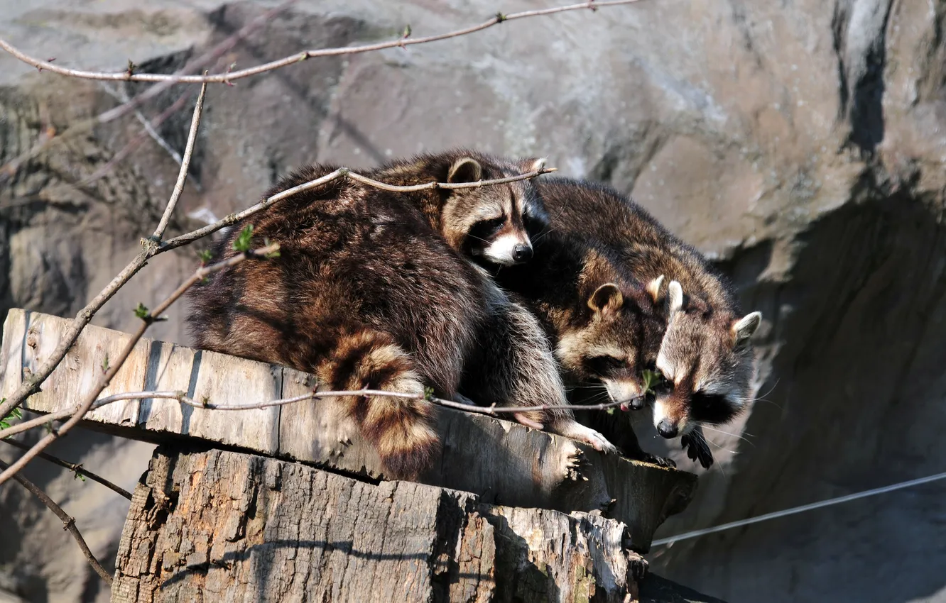 Photo wallpaper branches, stump, stump, raccoon, trio