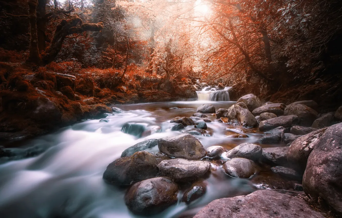 Photo wallpaper trees, landscape, river, stones