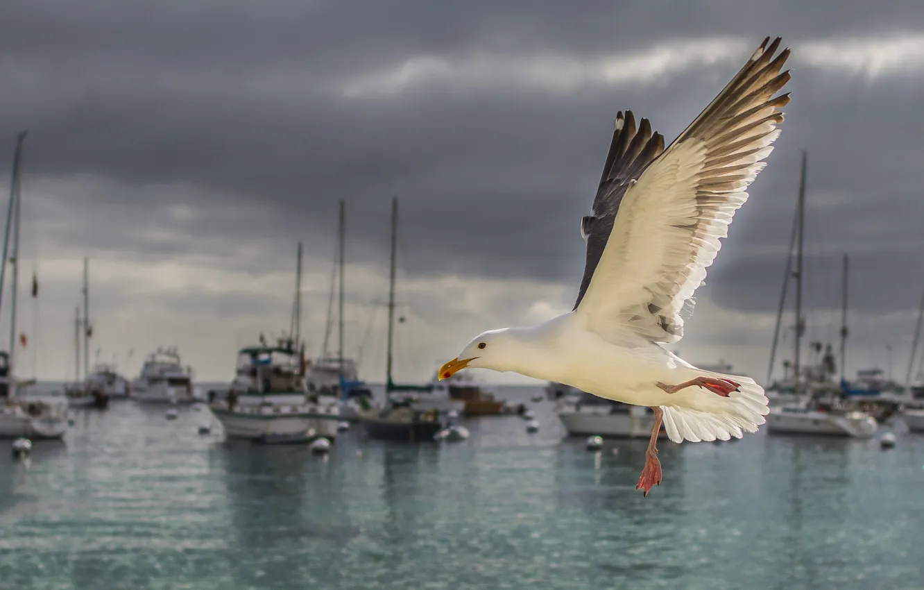 Photo wallpaper bird, yachts, Seagull, CA, Pacific Ocean, California, court, The Pacific ocean