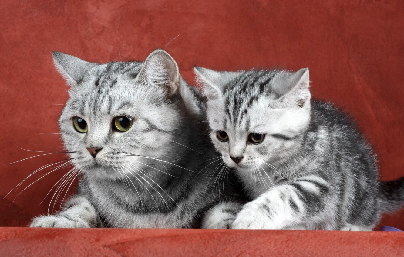 Photo wallpaper cat, family, kitty