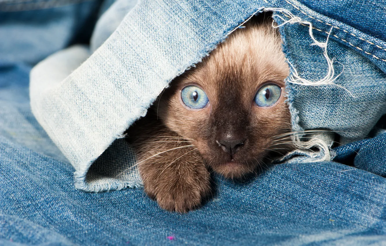 Photo wallpaper eyes, cat, look, blue