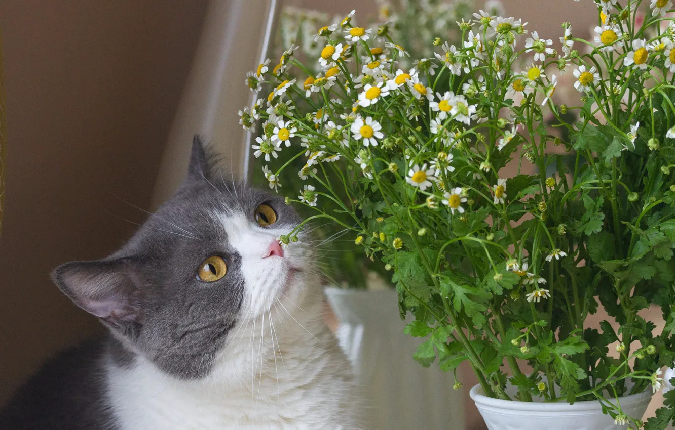 Photo wallpaper cat, cat, look, flowers, chamomile, bouquet, vase, face