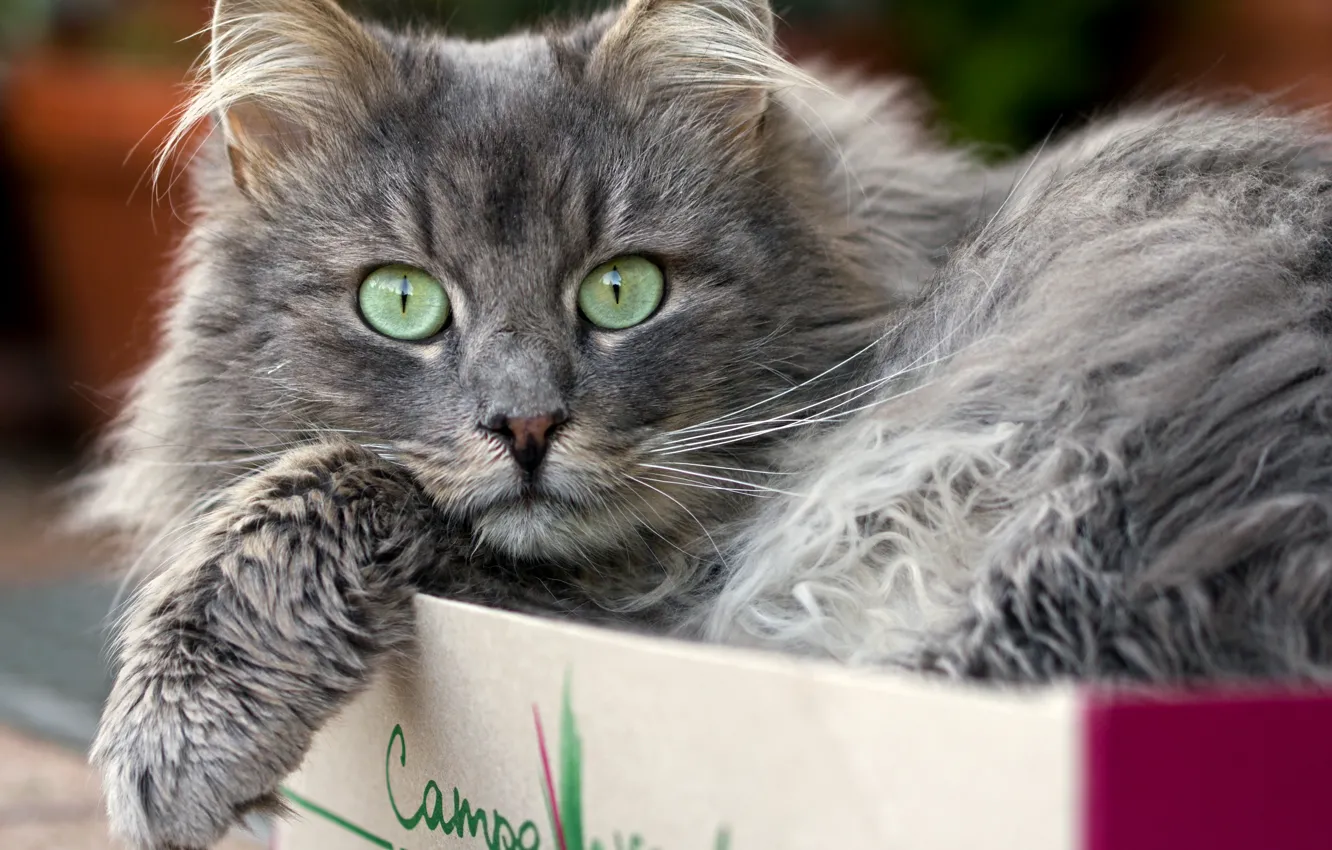 Photo wallpaper cat, cat, look, in the box