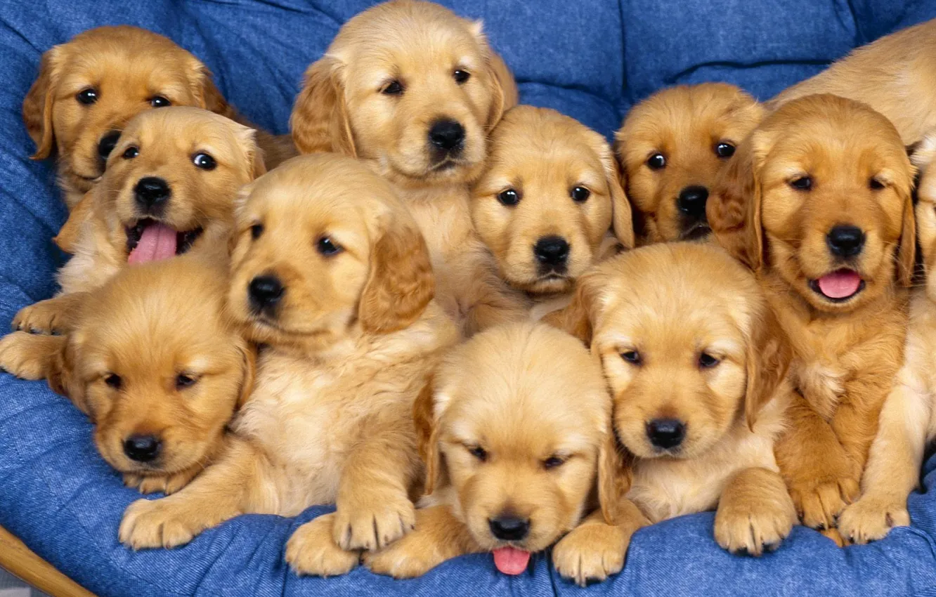 Photo wallpaper together, puppies, Small