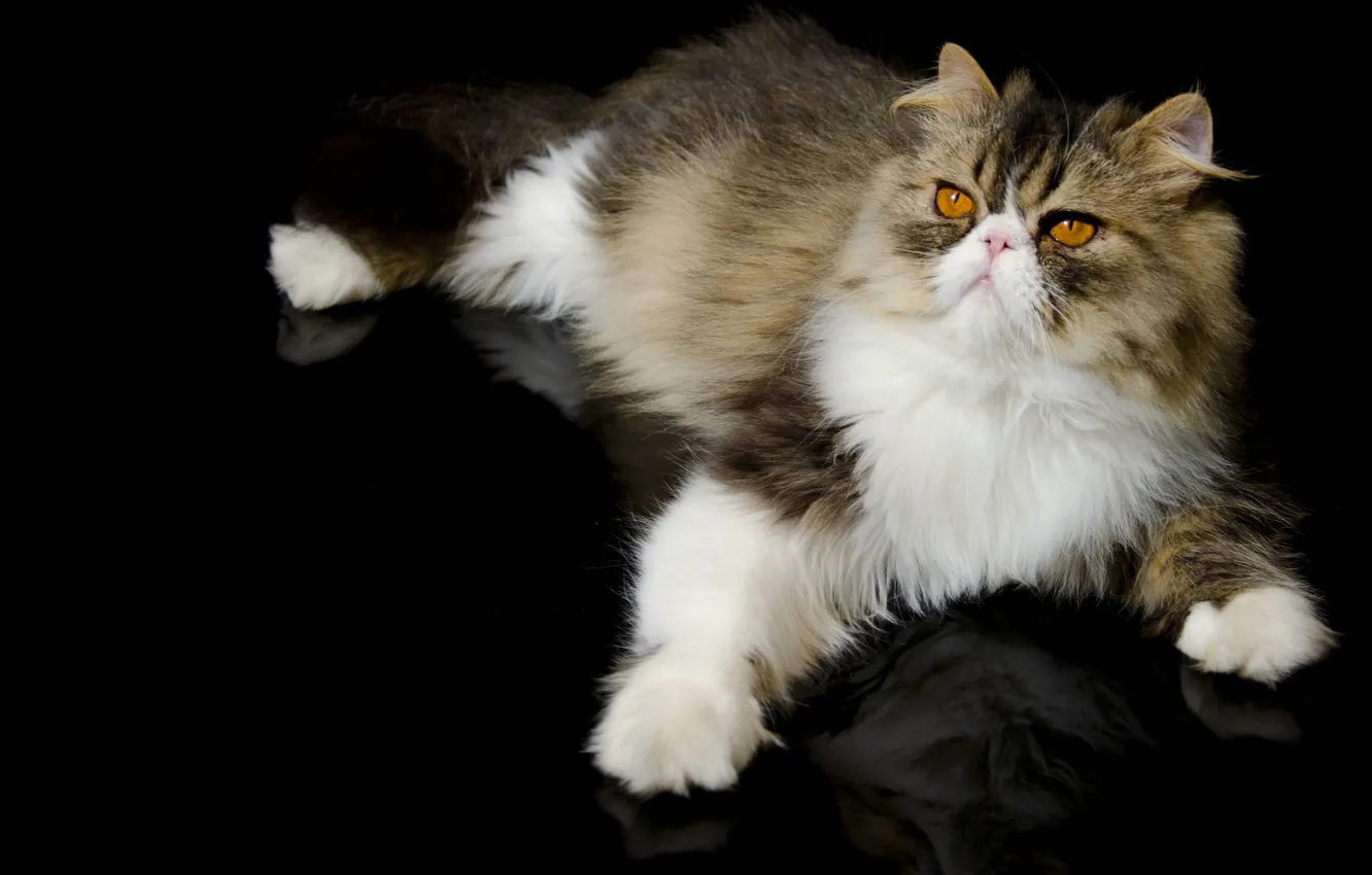 Photo wallpaper cat, pers, foot, Persian cat