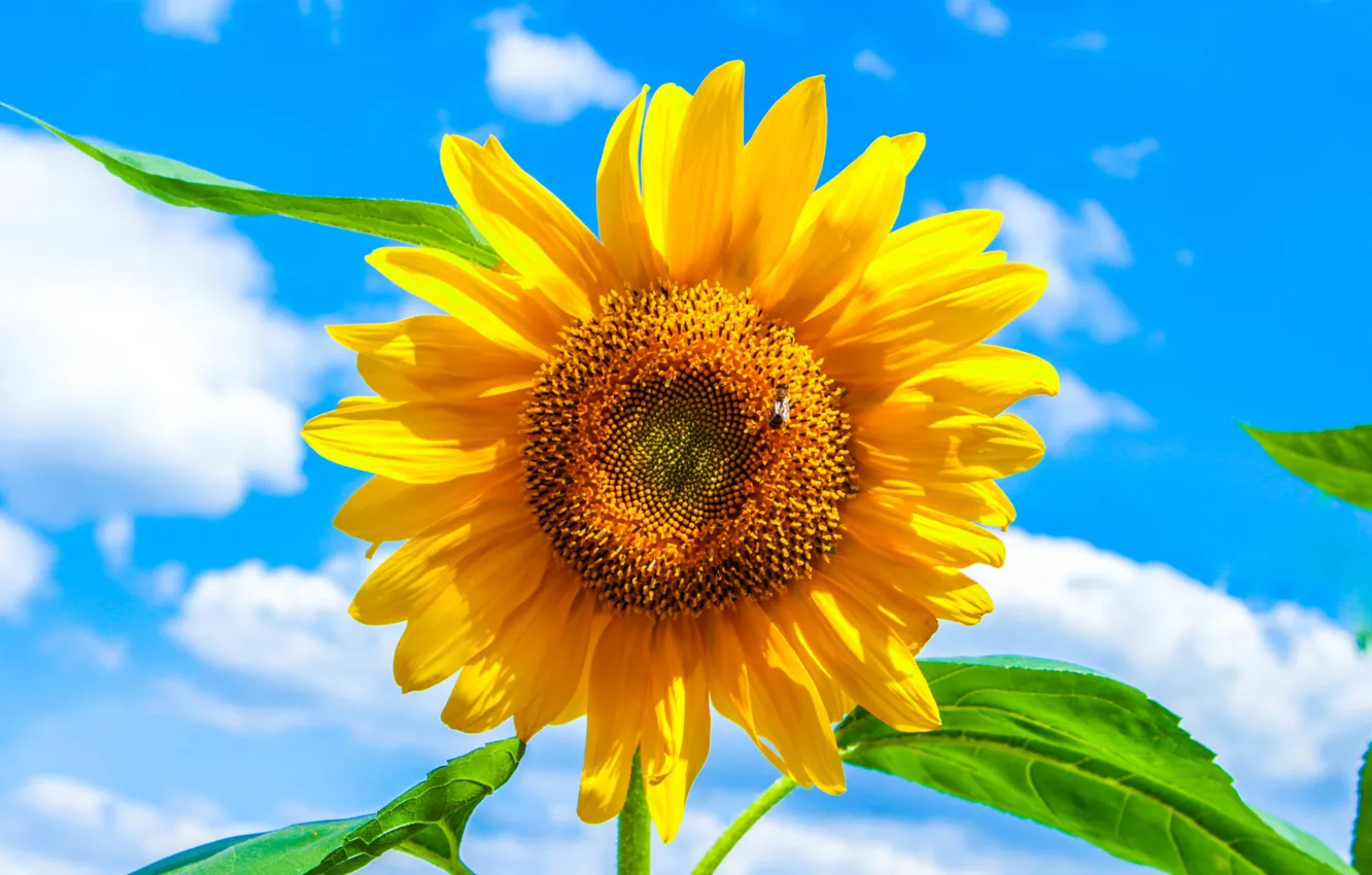 Photo wallpaper the sky, clouds, sunflowers, petals