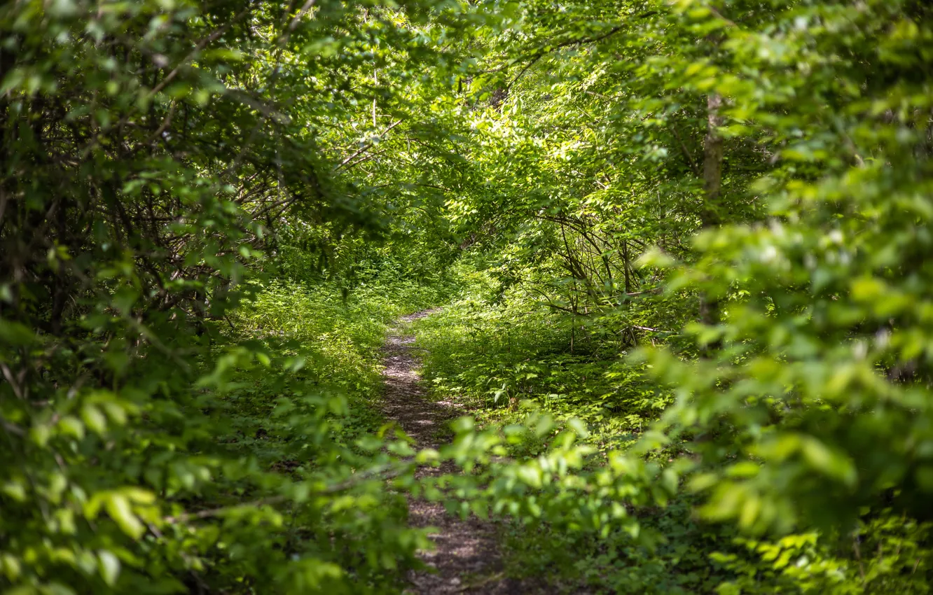 Photo wallpaper greens, forest, summer, trees, nature, path