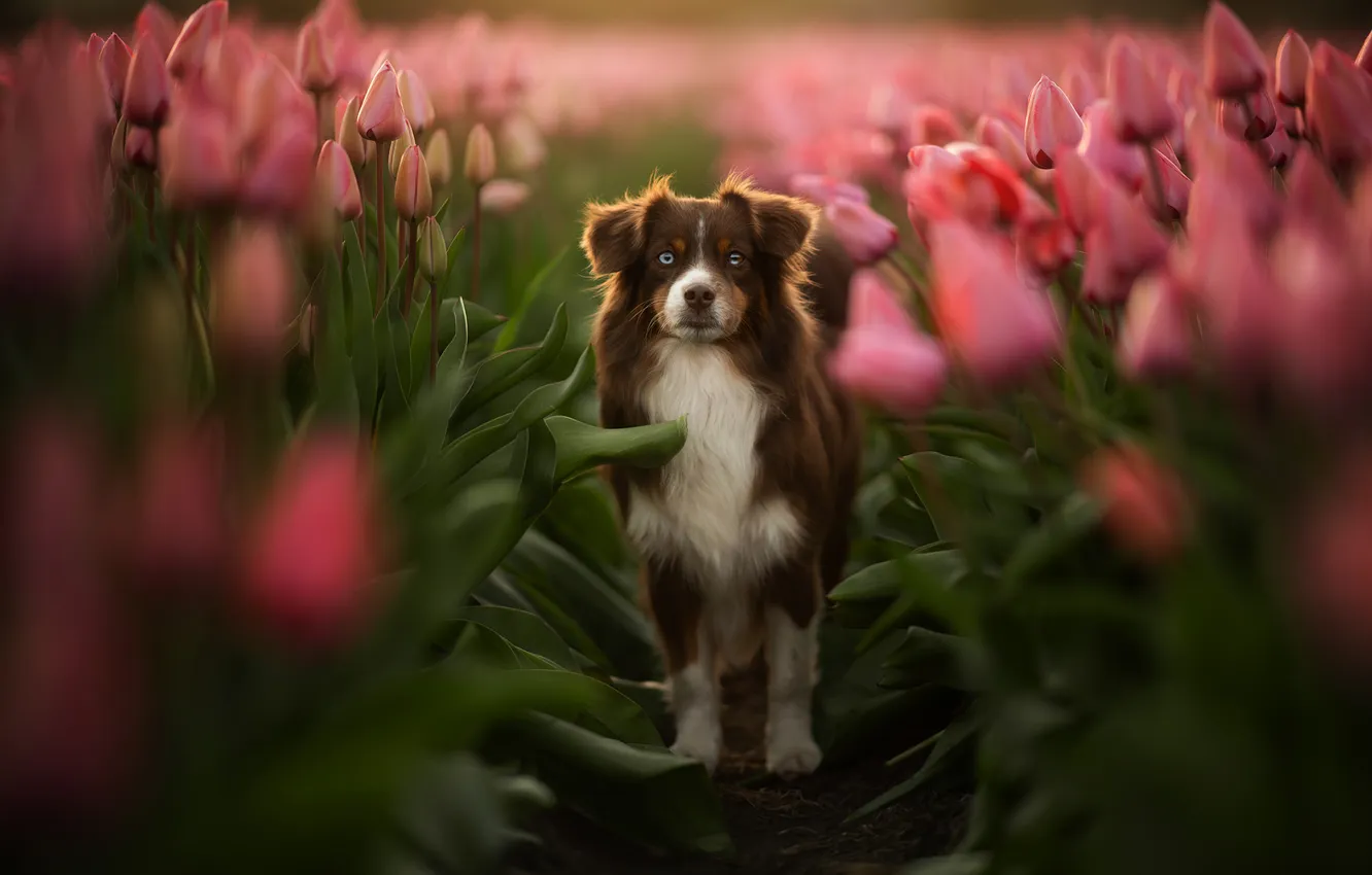 Photo wallpaper field, look, leaves, light, nature, pose, dog, blur