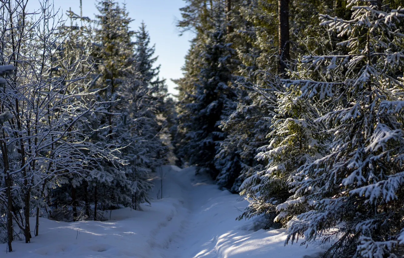 Photo wallpaper forest, the sun, snow, path, frost.