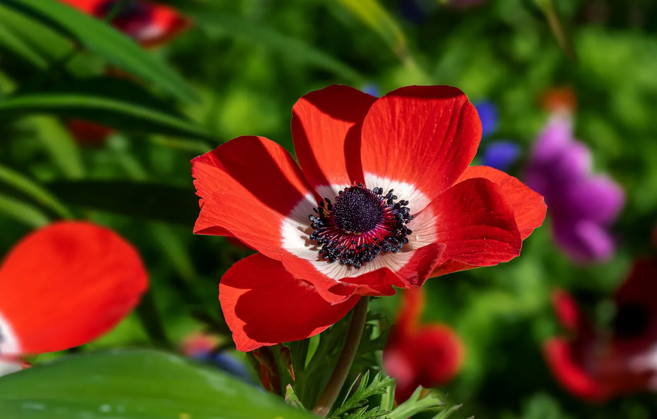 Photo wallpaper leaves, macro, flowers, red, anemones