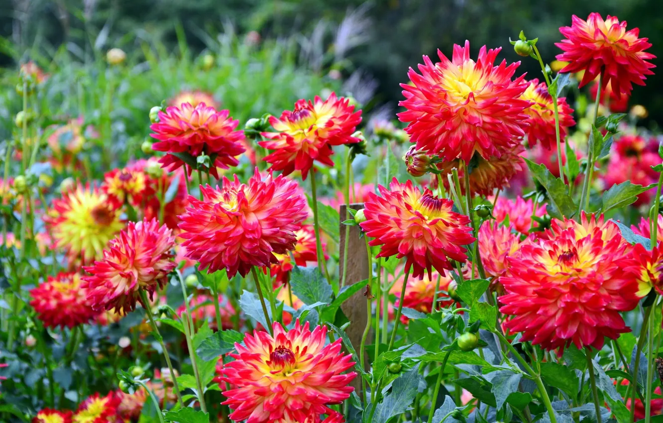 Photo wallpaper flowers, flowerbed, dahlias