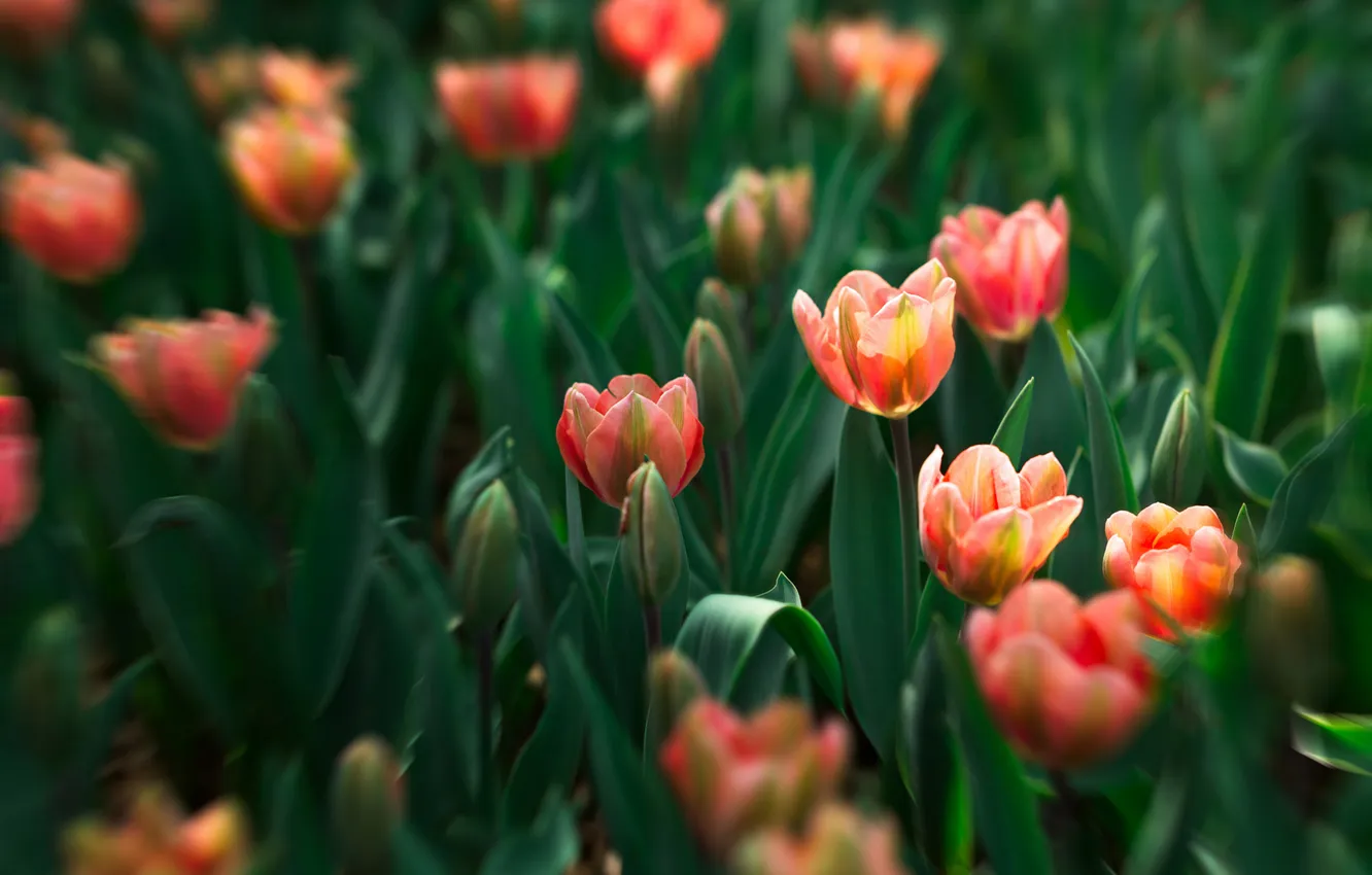 Photo wallpaper greens, leaves, flowers, orange, blur, spring, tulips, pink