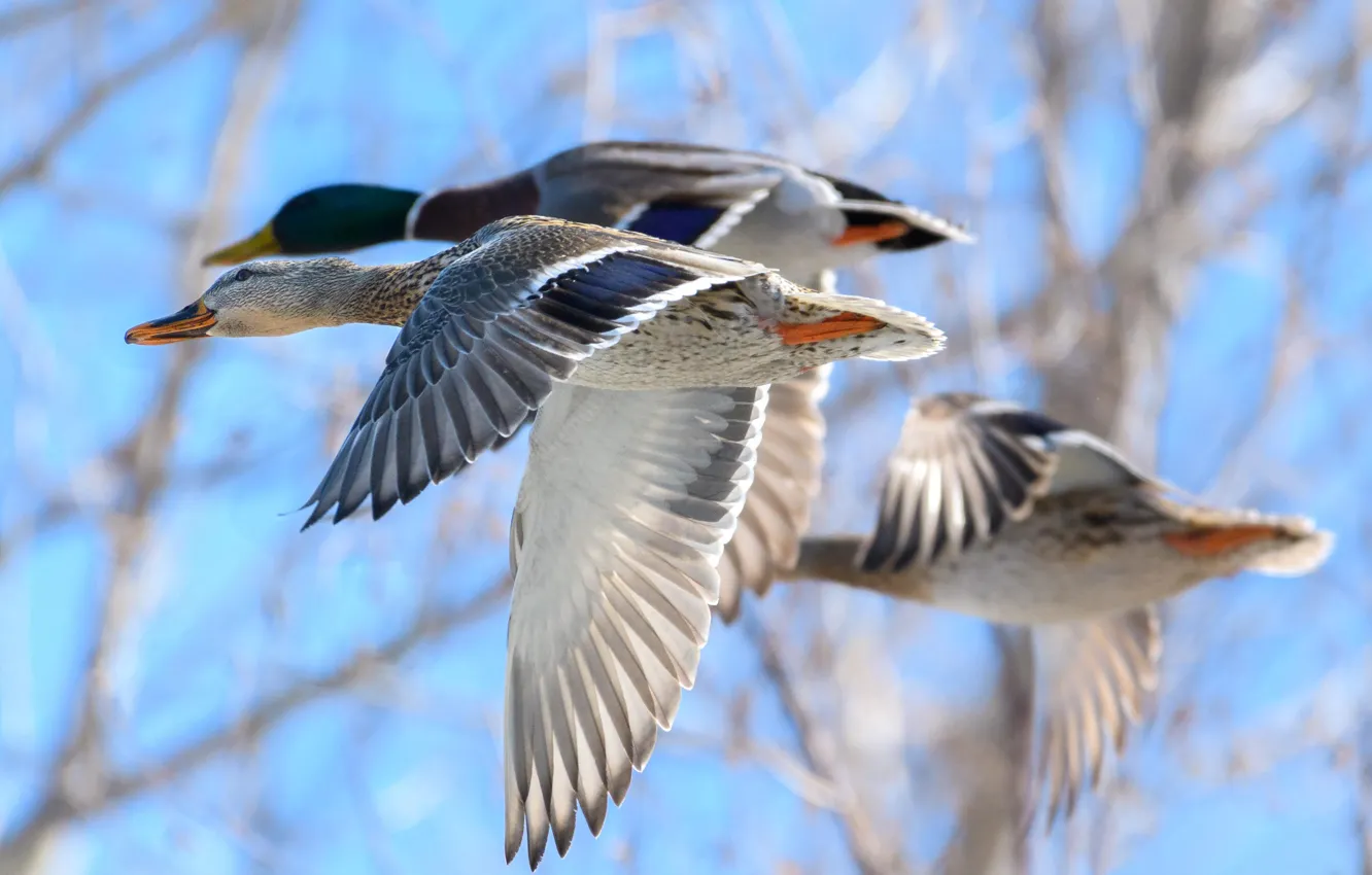 Photo wallpaper birds, duck, flight