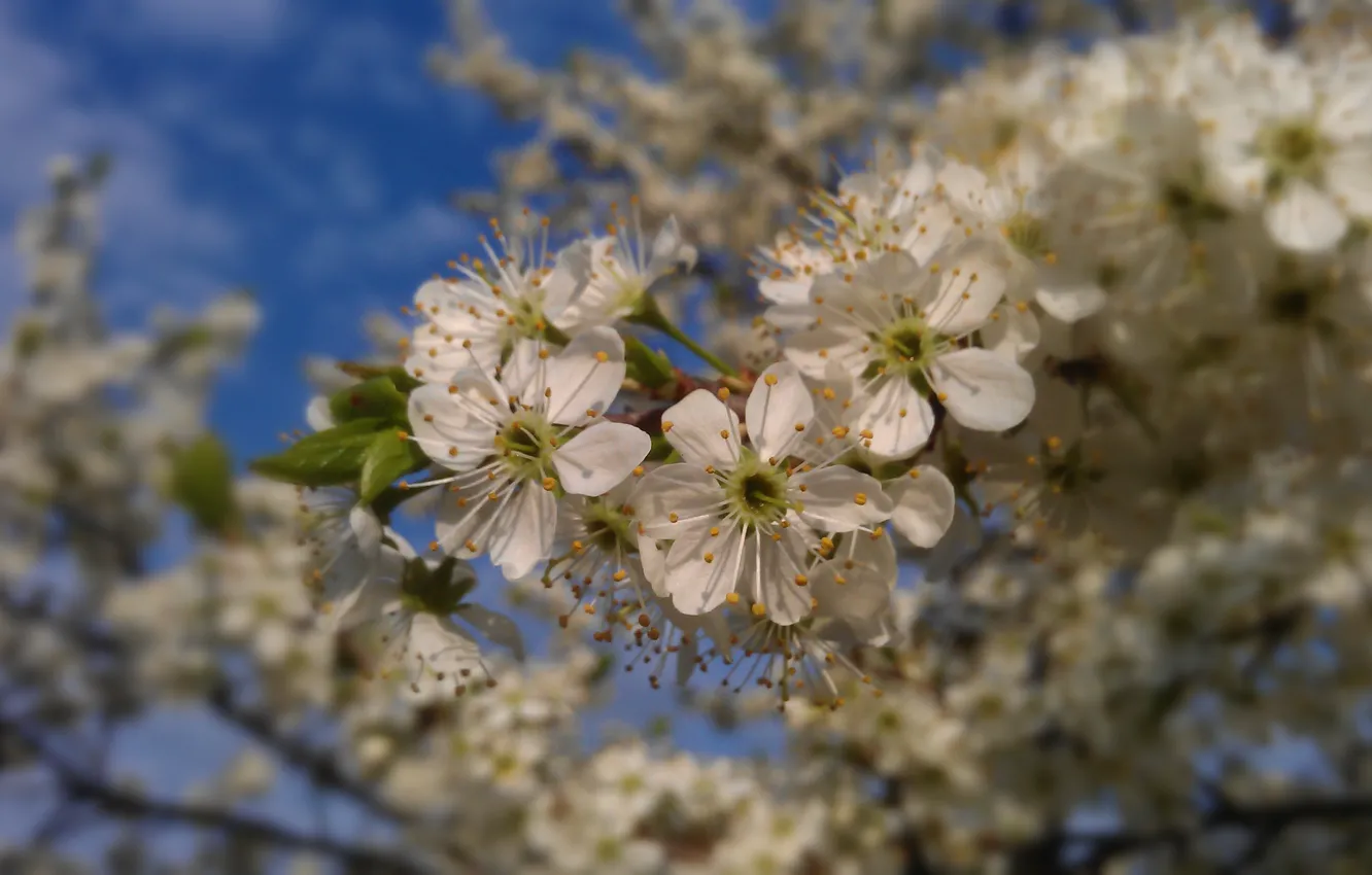 Photo wallpaper flowers, mood, spring, inspiration