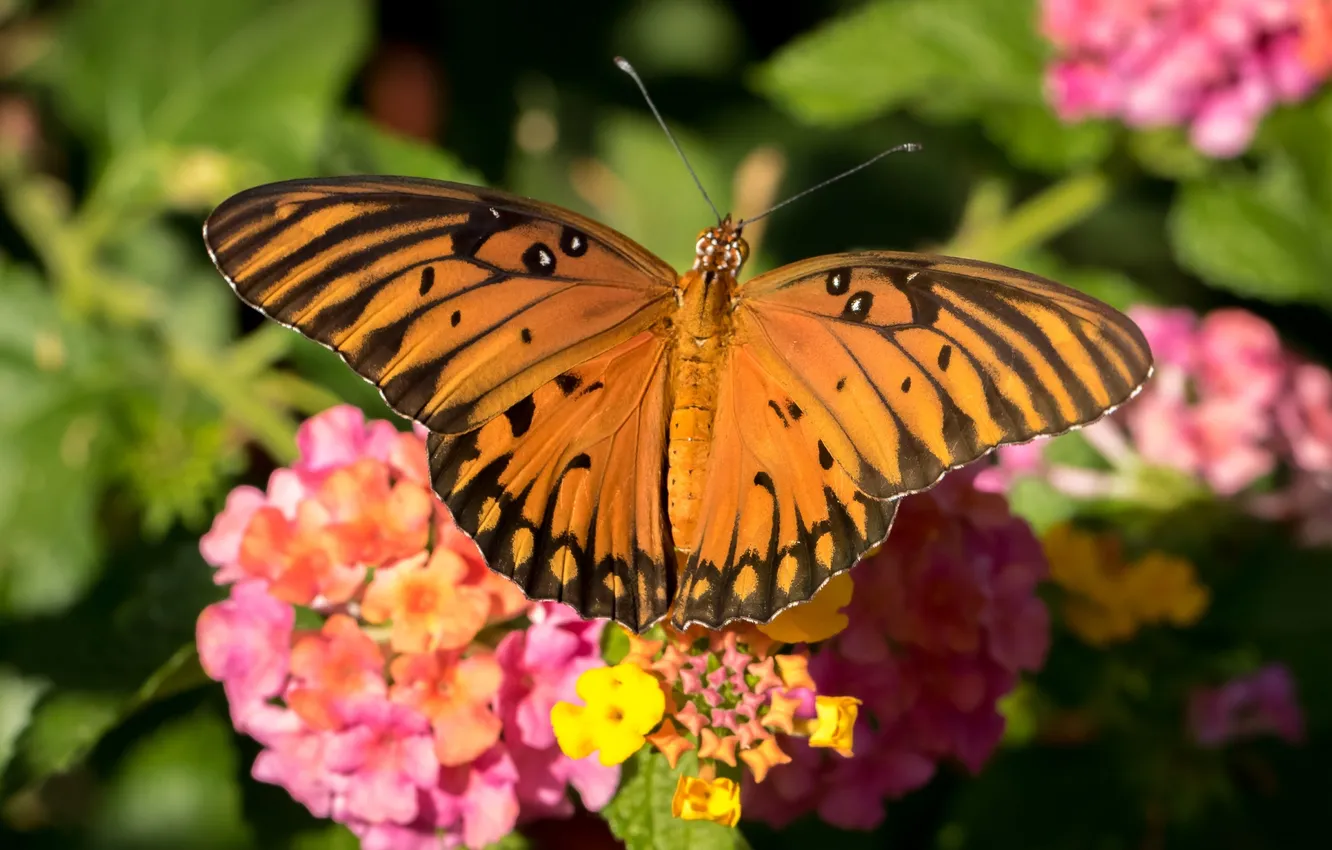 Photo wallpaper flowers, butterfly, wings, insect, Lantana