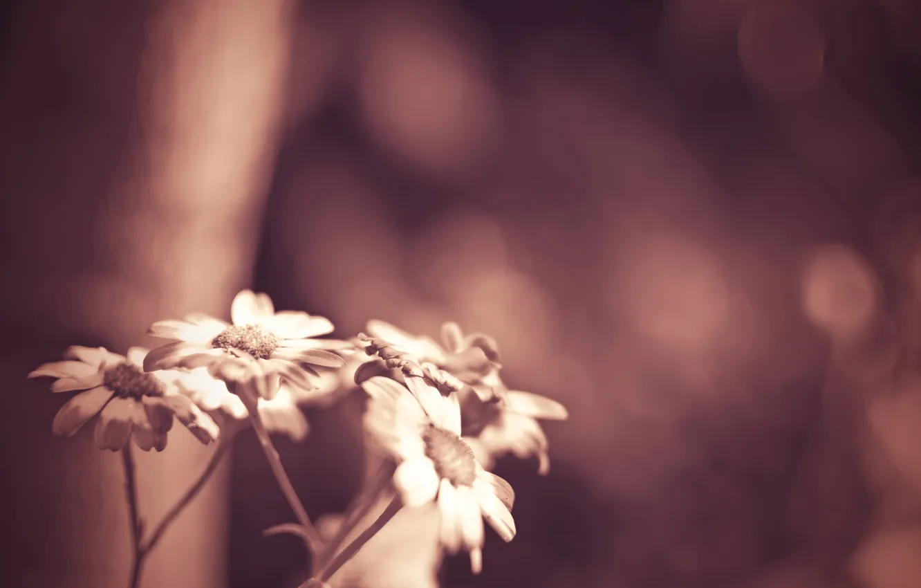 Photo wallpaper macro, flowers, background, chamomile