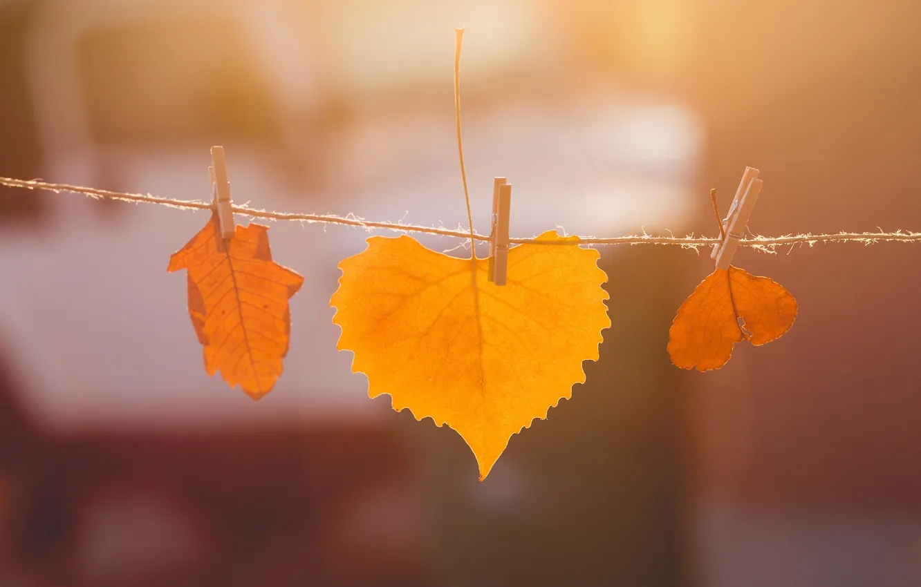 Photo wallpaper autumn, leaves, nature