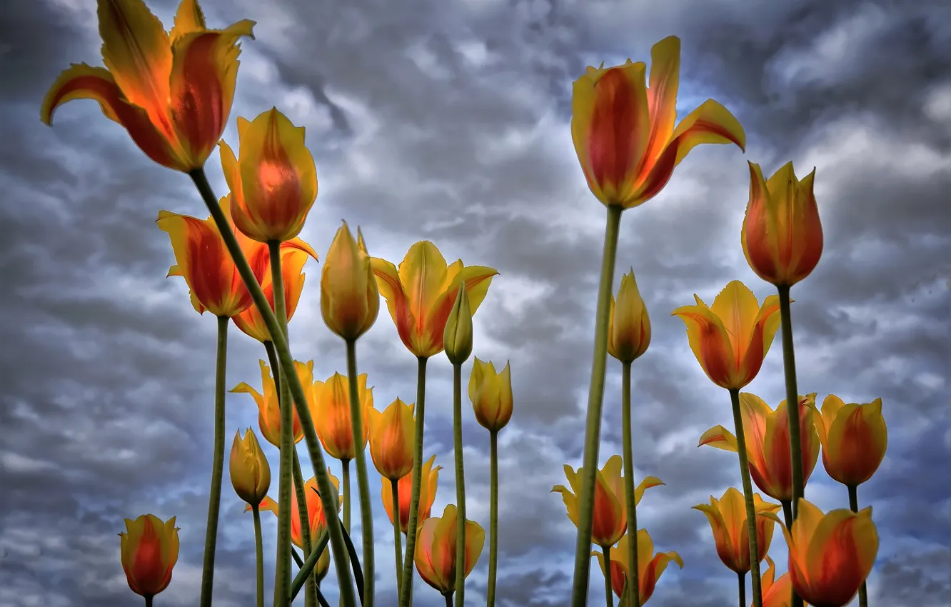 Photo wallpaper the sky, clouds, flowers, tulips