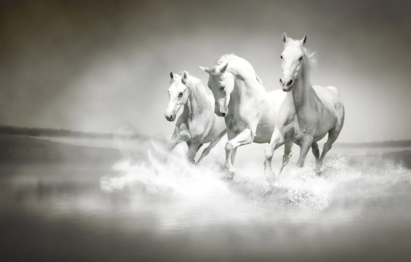 Photo wallpaper water, squirt, river, horses, running