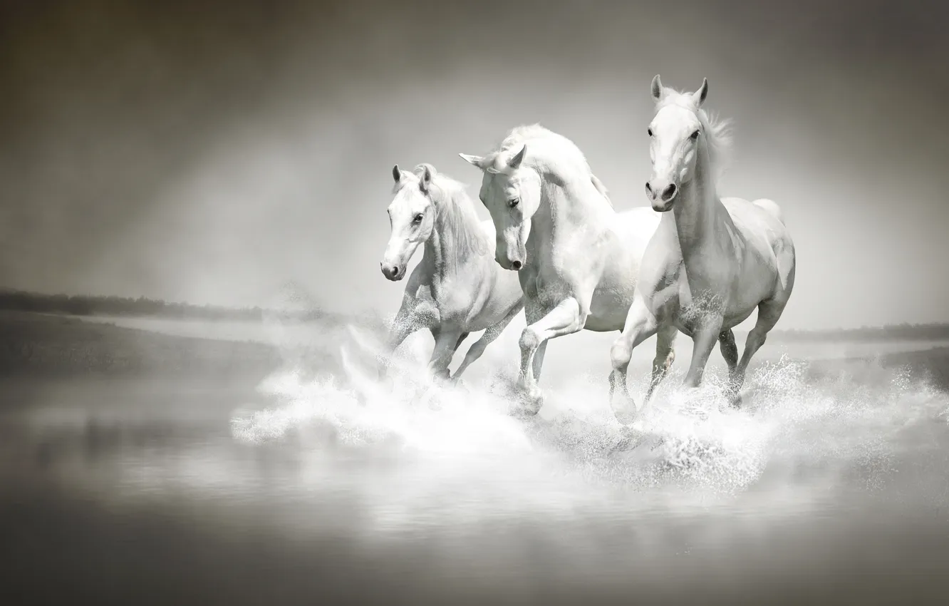 Photo wallpaper water, squirt, river, horse, running