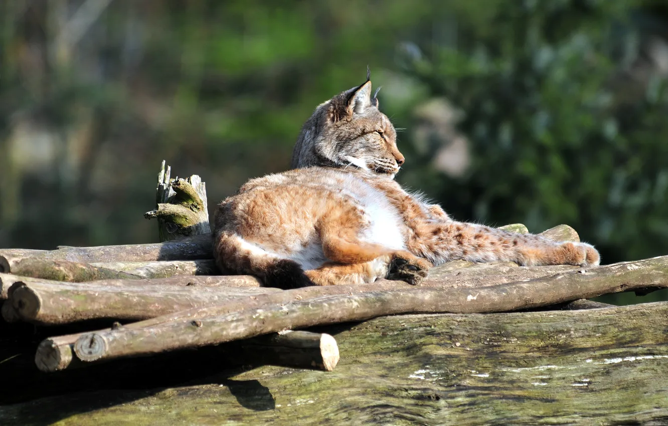 Photo wallpaper cat, the sun, stay, profile, log, lynx