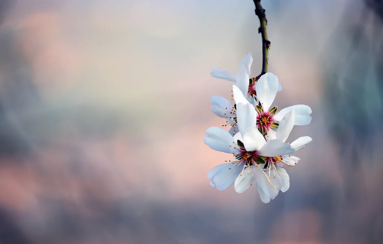 Photo wallpaper spring, petals, Sakura, flowering, branch