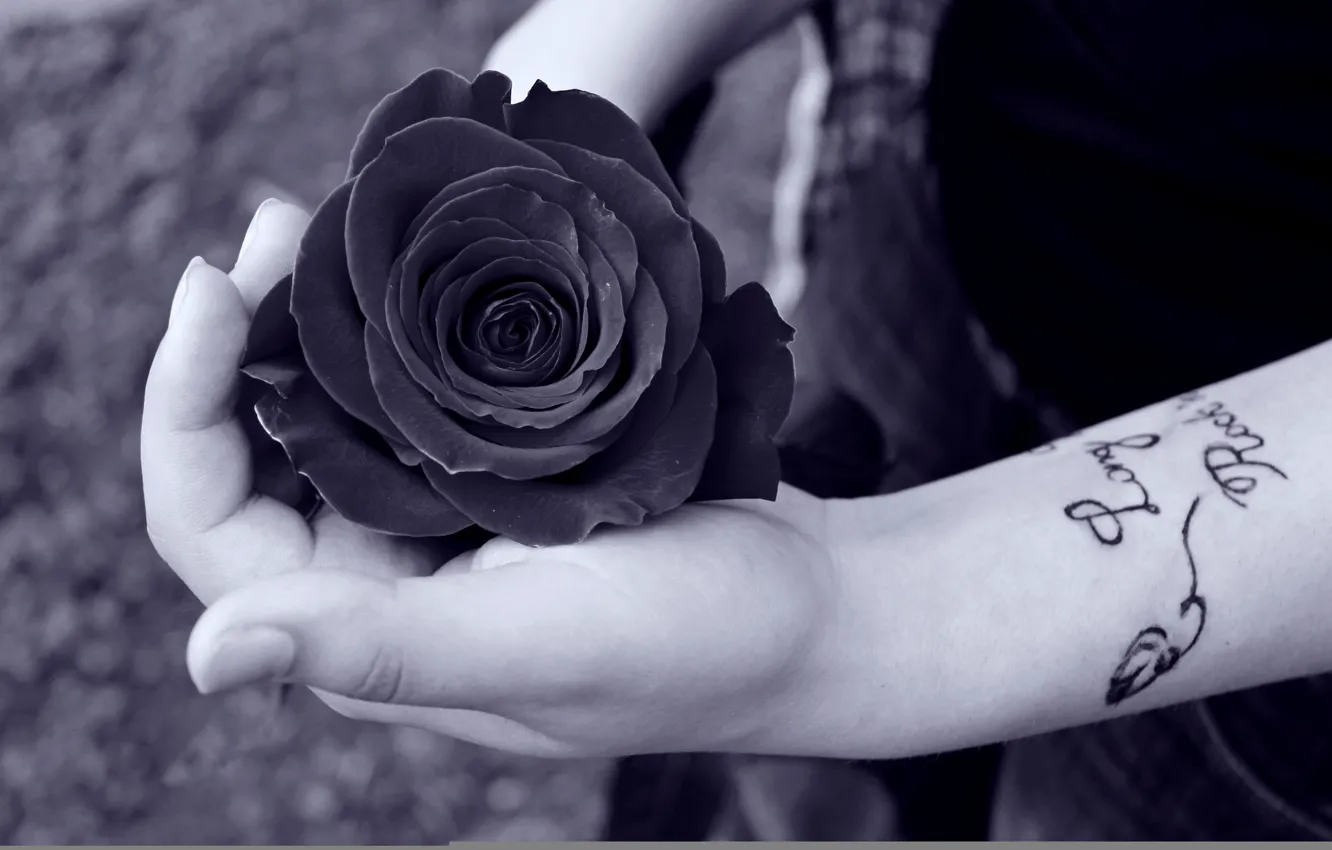 Photo wallpaper woman, tattoo, hands, black rose