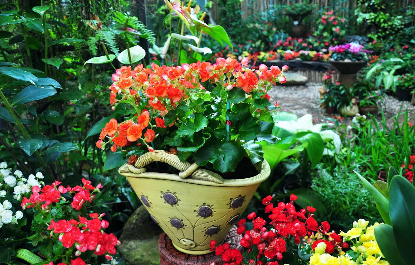 Photo wallpaper flowers, vase, begonias