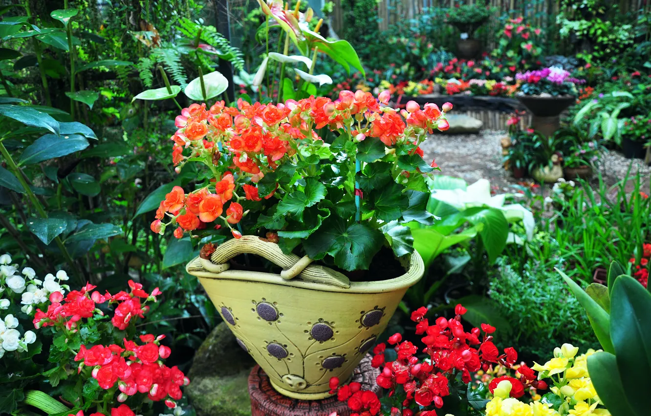 Photo wallpaper flowers, vase, begonia