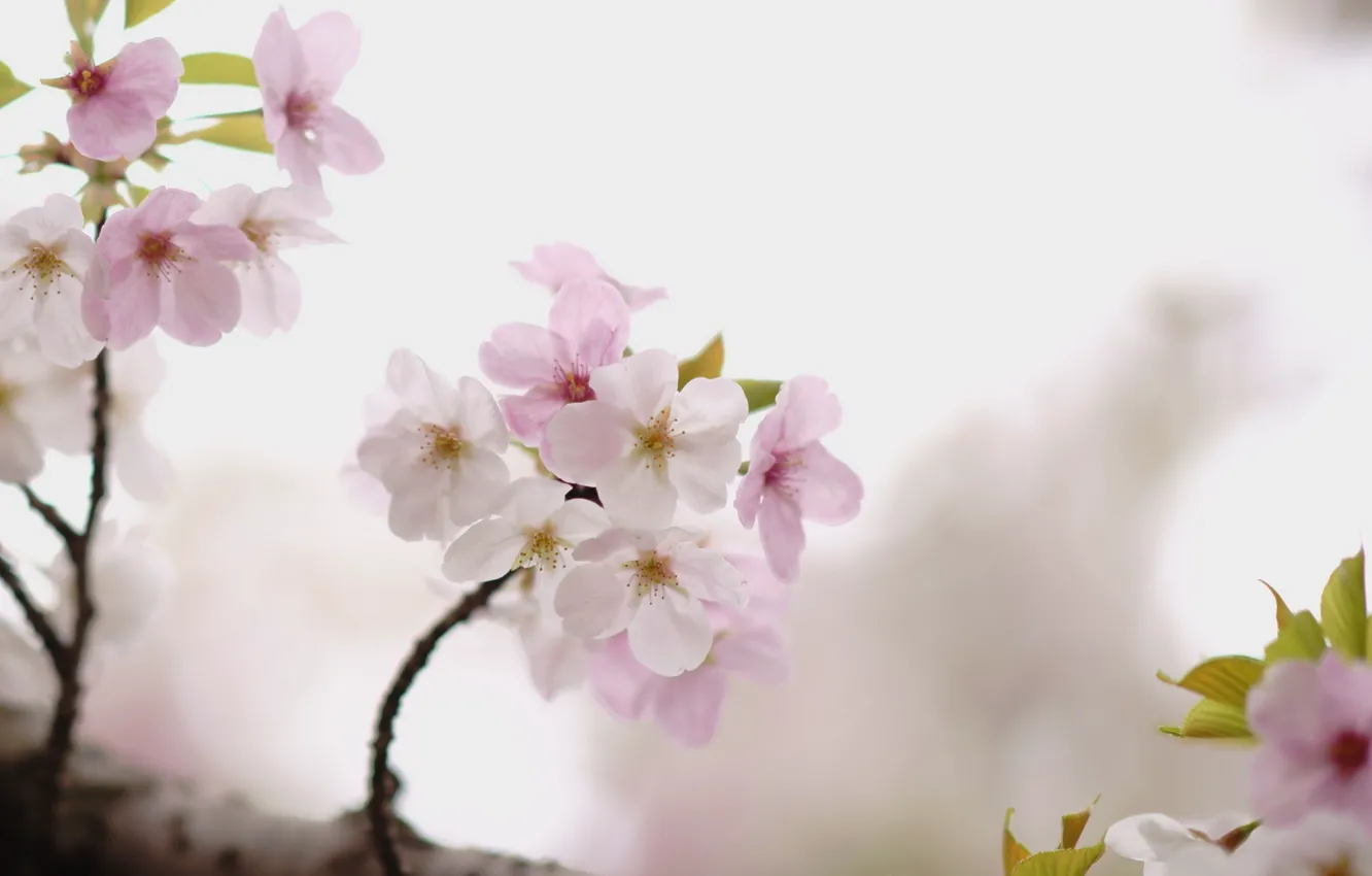 Photo wallpaper cherry, tree, branch, Sakura