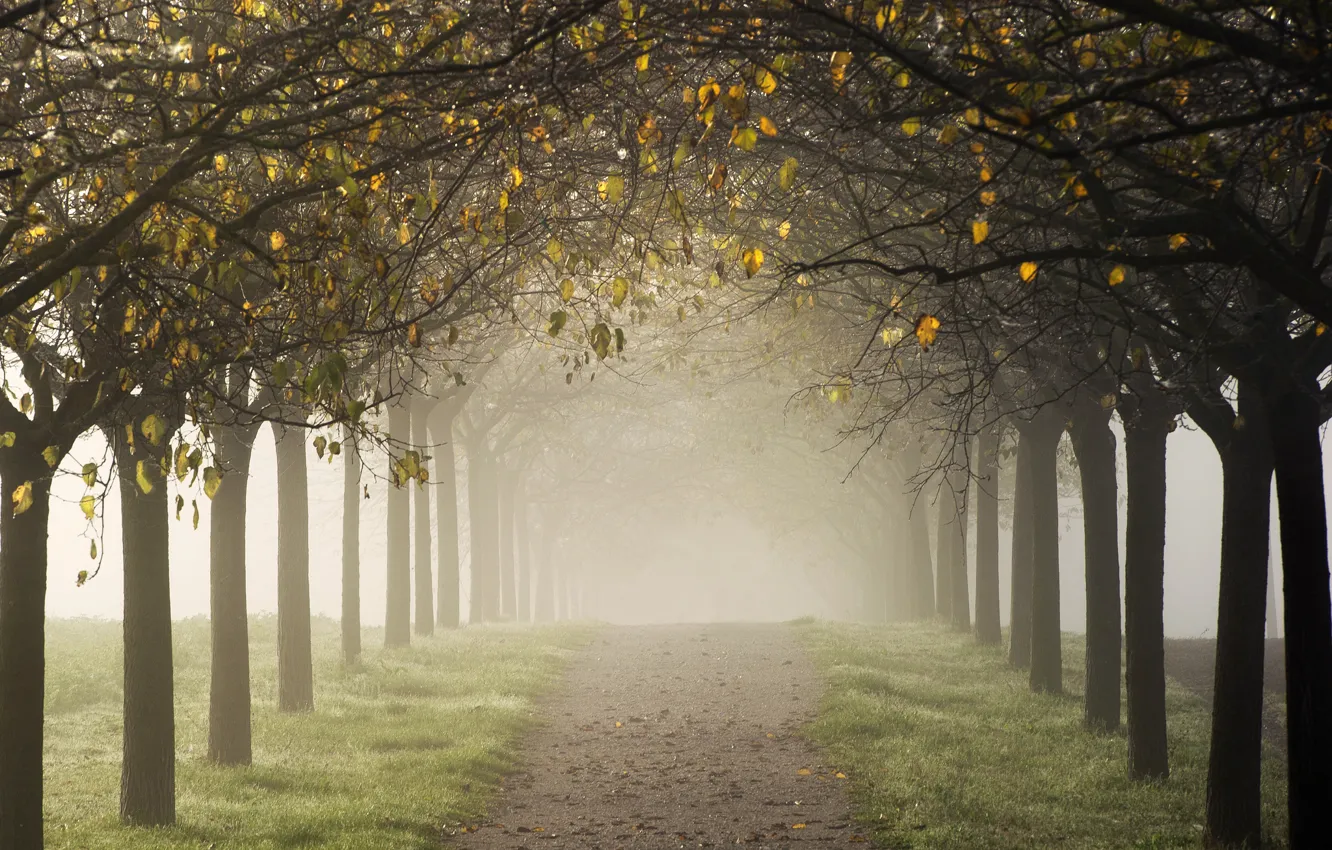 Photo wallpaper road, autumn, trees, fog, alley
