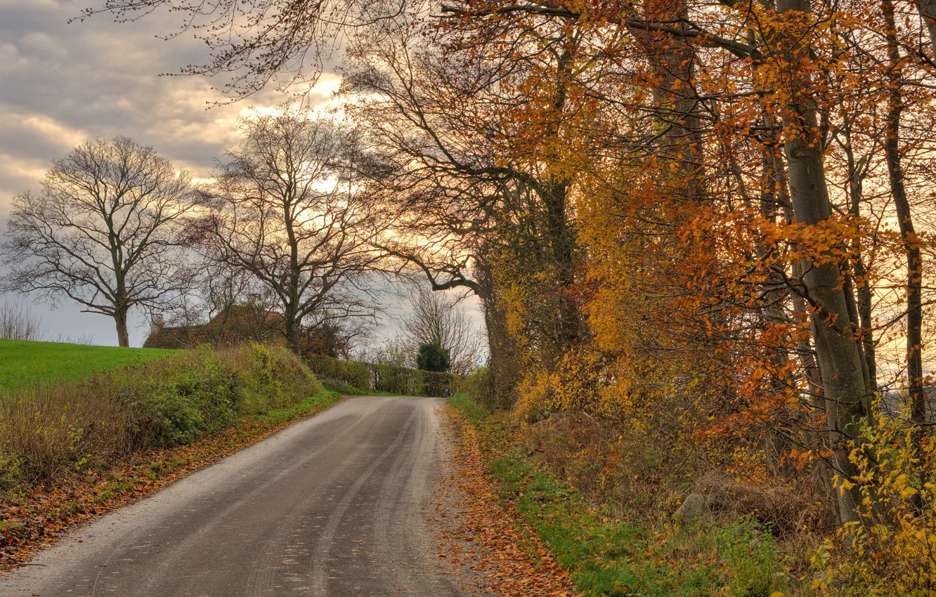 Photo wallpaper road, autumn, forest, clouds, trees, branches, foliage, home