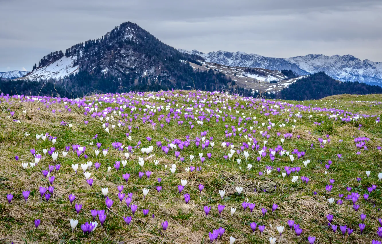 Photo wallpaper mountains, Germany, Bayern, crocuses, Heuberg