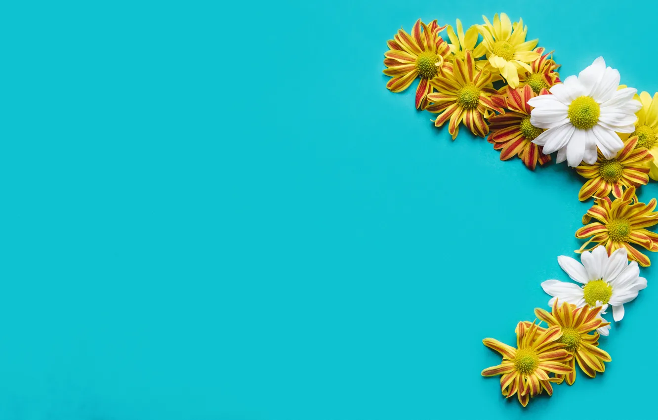 Photo wallpaper flowers, background, chrysanthemum