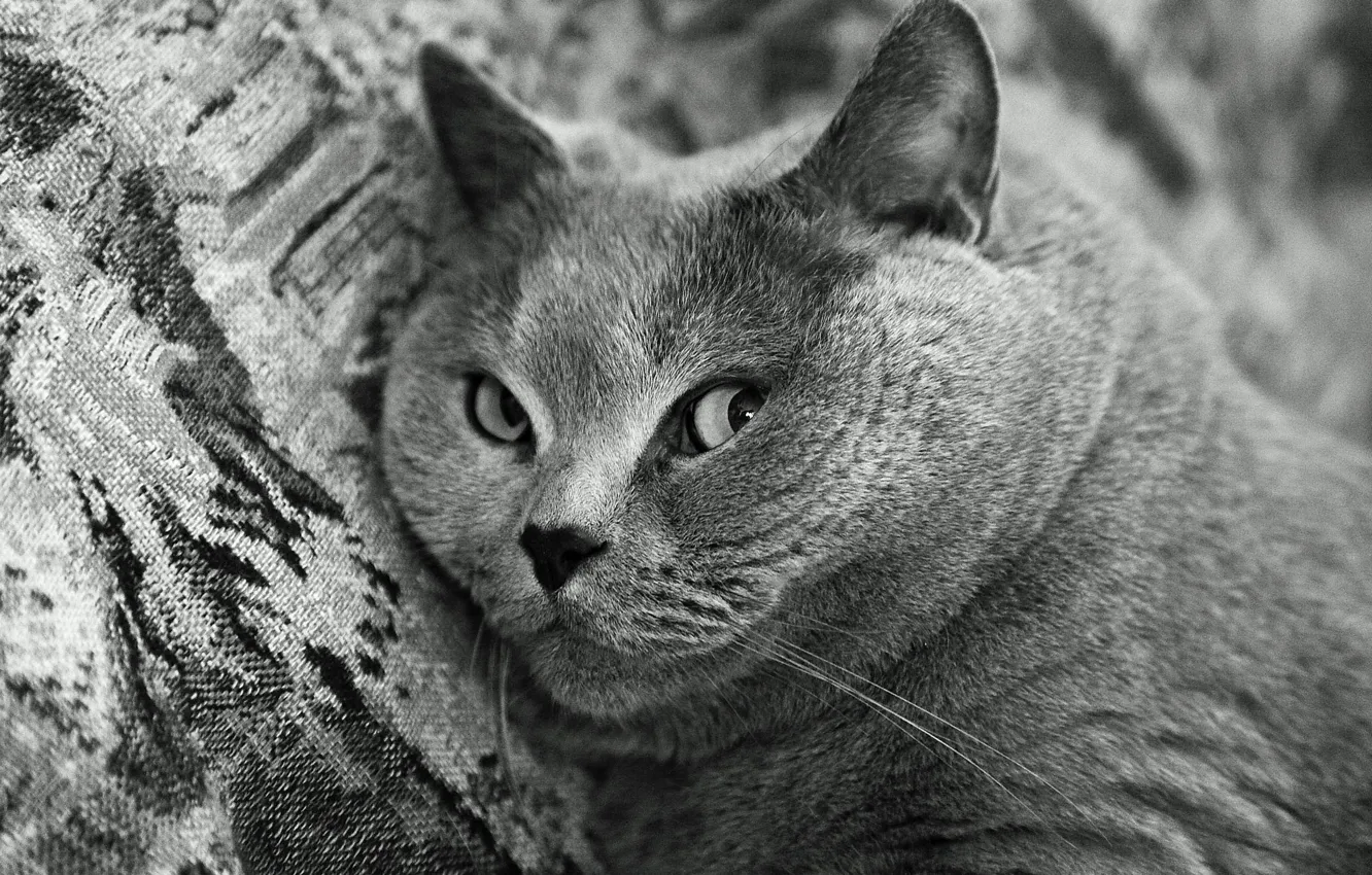 Photo wallpaper black and white, Cat, muzzle, British Shorthair, breed