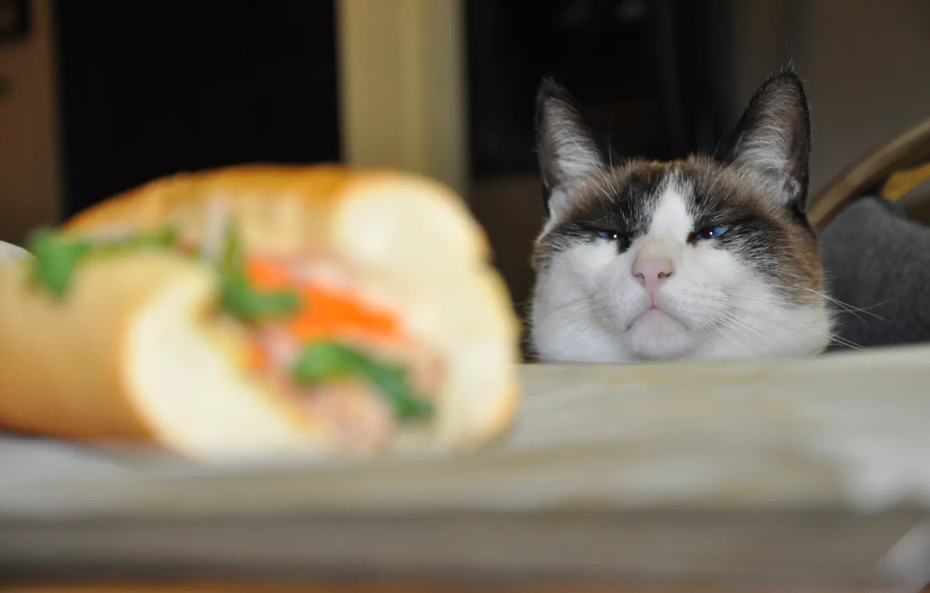 Photo wallpaper cat, look, table, sandwiches