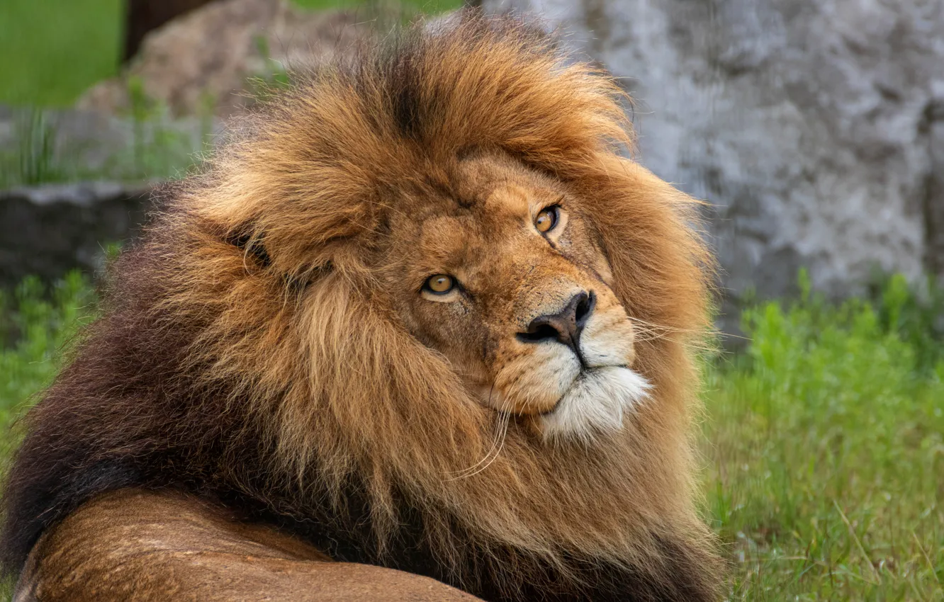 Photo wallpaper grass, look, face, glade, portrait, Leo, mane, lies