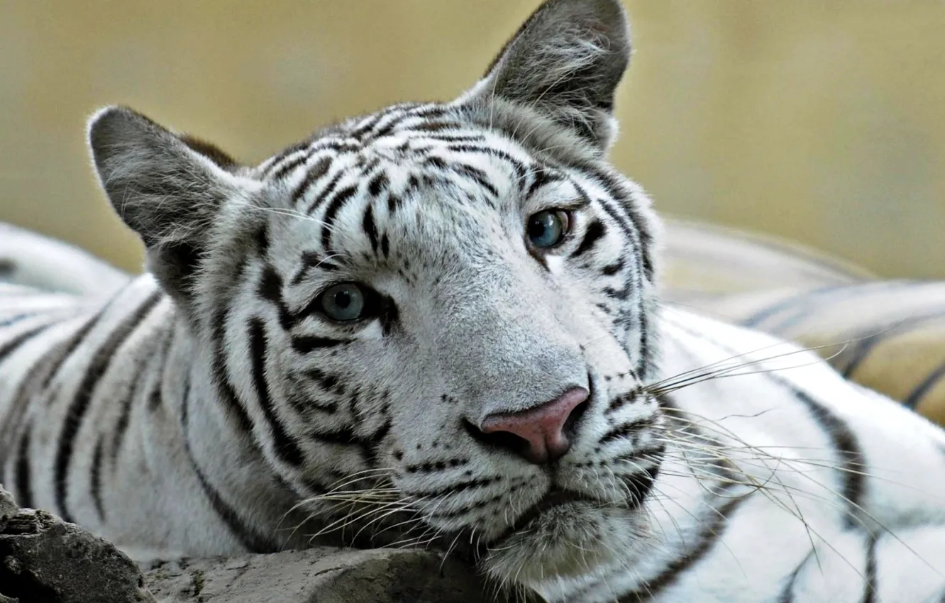 Photo wallpaper cat, white, eyes, tiger, photo, Leo, blue, a cross between