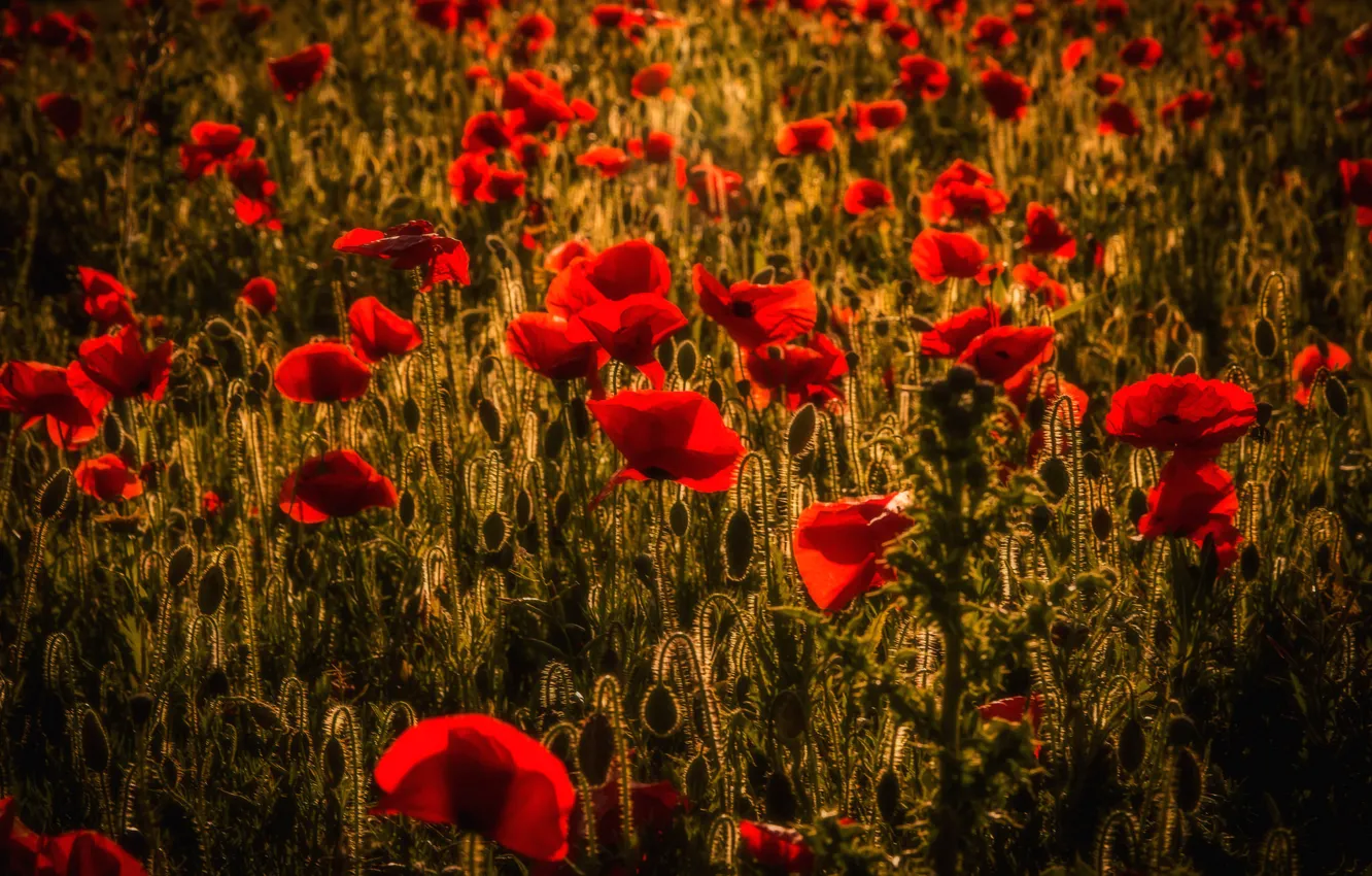 Photo wallpaper field, nature, Maki, the evening, meadow