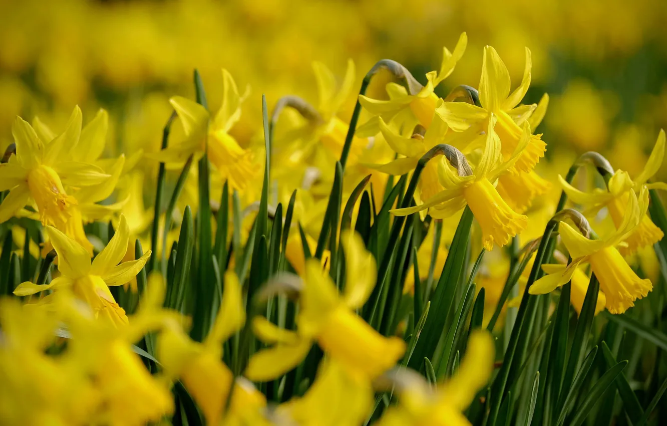 Photo wallpaper flowers, yellow, spring, daffodils, bokeh
