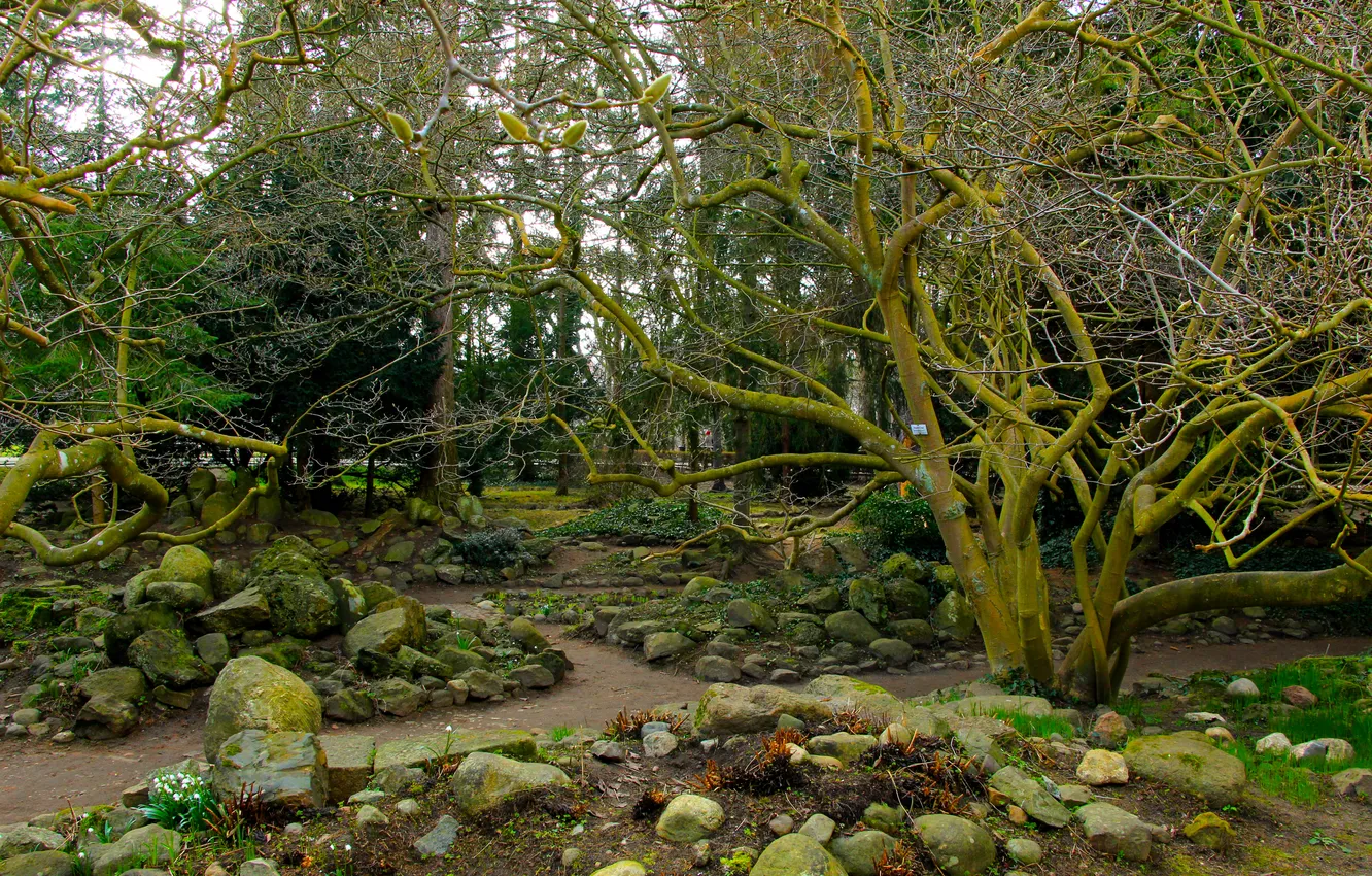 Photo wallpaper flower, park, tree
