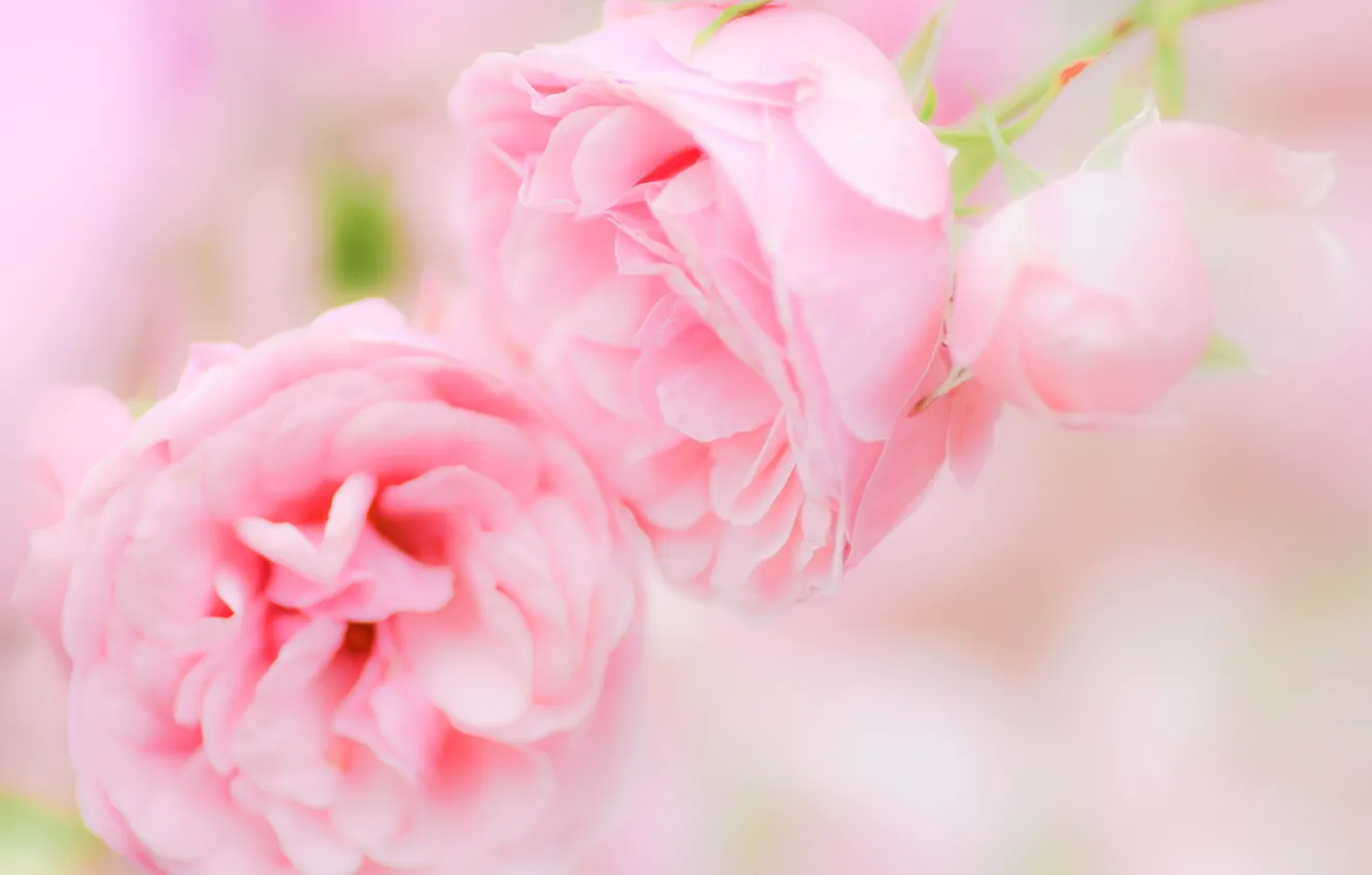 Photo wallpaper leaves, roses, petals, rose, buds, flowering, petals, bud